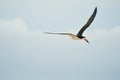 A Black Skimmers flying over the beach Royalty Free Stock Photo