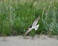 A Black Skimmers flying over sea oats and the beach