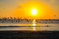 Black Skimmers in a Golden Sky Royalty Free Stock Photo