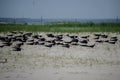 Black Skimmers Nesting in the Sand