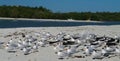 Black skimmers and royal terns Royalty Free Stock Photo