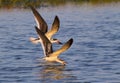 Black skimmers (Rynchops niger) fishing at sunset Royalty Free Stock Photo