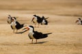 Black Skimmers on Sand Royalty Free Stock Photo