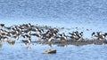 Black Skimmers Sitting on an Island in the Marsh