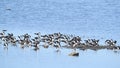 Black Skimmers Sitting on an Island in the Marsh