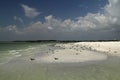 Black Skimmers