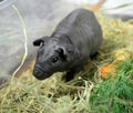 Black skinny guinea pig close-up in container Royalty Free Stock Photo