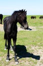 Black skinny horse
