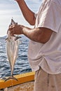 Tuna Hooked While Fishing in the Gulf of California Royalty Free Stock Photo