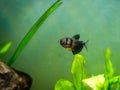 Black Skirt Tetra Gymnocorymbus ternetzi in a fish tank Royalty Free Stock Photo