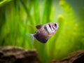 Black Skirt Tetra Gymnocorymbus ternetzi in a fish tank Royalty Free Stock Photo