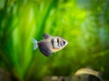 Black Skirt Tetra Gymnocorymbus ternetzi in a fish tank Royalty Free Stock Photo