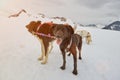 Black sledding dog Royalty Free Stock Photo