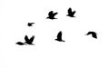 Black slhouettes of flying crows on white background Royalty Free Stock Photo