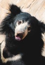 Black sloth bear Royalty Free Stock Photo