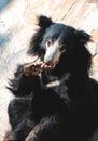 Black sloth bear Royalty Free Stock Photo