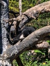 Black sloth bear in tree at zoo Royalty Free Stock Photo