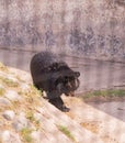 Black sloth bear walking in the chhatbir zoo, India Royalty Free Stock Photo