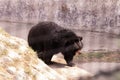 Black sloth bear walking at the zoo. Indian wildlife animal Royalty Free Stock Photo