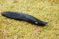 Black slug Royalty Free Stock Photo