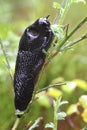 Black slug (Arion ater) Royalty Free Stock Photo