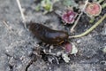 black slug (Arion ater), also known as black arion, European black slug, or large black slug, sitting on a fench in the garden Royalty Free Stock Photo