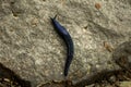 Black Slug Arion Ater Arionidae Eupulmonata Purple Royalty Free Stock Photo