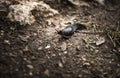 Black slug Arion ater Royalty Free Stock Photo