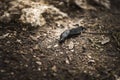 Black slug Arion ater Royalty Free Stock Photo