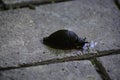 The black slug (arion ater) comes out from grass to road Royalty Free Stock Photo