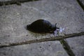 The black slug (arion ater) comes out from grass to road Royalty Free Stock Photo