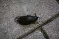 The black slug (arion ater) comes out from grass to road Royalty Free Stock Photo