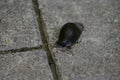 The black slug (arion ater) comes out from grass to road Royalty Free Stock Photo