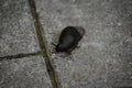 The black slug (arion ater) comes out from grass to road Royalty Free Stock Photo