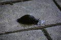 The black slug (arion ater) comes out from grass to road Royalty Free Stock Photo