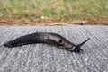 Black slug, Arion Ater, crawling on a road Royalty Free Stock Photo