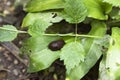 The black slug, black arion, Arion ater. Cute snail sitting on green leaf in the forest, view from above Royalty Free Stock Photo