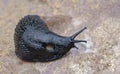 Black slug Arion ater with exposed pneumostome Royalty Free Stock Photo