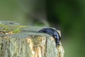 black slug (Arion ater) It is an invertebrate related to snails Royalty Free Stock Photo