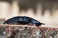 Black slug, Arion ater, on a wooden background Royalty Free Stock Photo