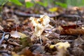 A black slug or black Arion, on a fungus in a forest in Scania, southern Sweden