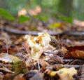 A black slug or black Arion, on a fungus in a forest in Scania, southern Sweden