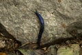 Black Slug Arion Ater Arionidae Eupulmonata Purple Royalty Free Stock Photo