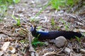 Black slug close up also know as black arion or arion ater