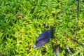 Black slug crawl on green moss Royalty Free Stock Photo