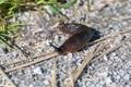 Black slug crawling on the ground. Royalty Free Stock Photo