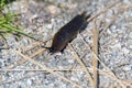 Black slug crawling on the ground. Royalty Free Stock Photo