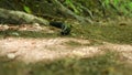 A black slug crawls along a dirt road. Forest slugs Arionidae - a family of terrestrial gastropods from the order of