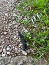 Black slug crawls on gravel near green grass Royalty Free Stock Photo