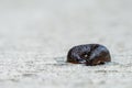 Black slug curled on a cement sidewalk